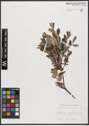 Foto von Salix aurita L. x Salix repens L.